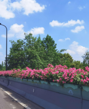 高架橋立體綠化提升