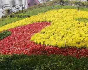 溫州樂清邊坡綠化