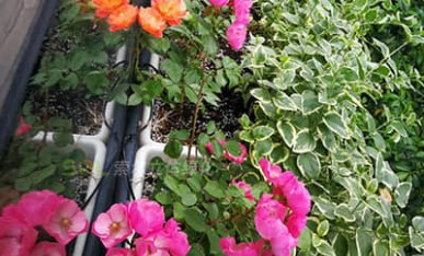 索爾大樓窗臺(tái)綠化美化