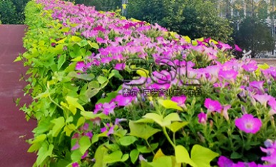 天橋護(hù)欄綠化