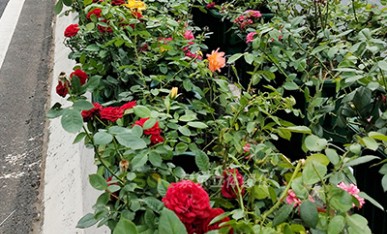 高架橋綠化美化工程案例