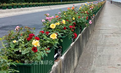 高架橋立體綠化項(xiàng)目