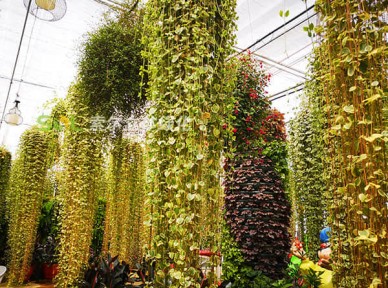 餐廳立體綠化解決方案簡介