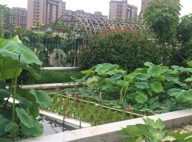 學(xué)校立體綠化解決方案