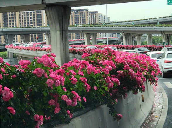 杭州高架橋綠化案例