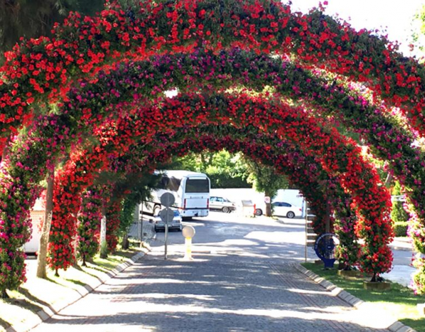 鮮花瀑布/拱門解決方案應(yīng)用展示