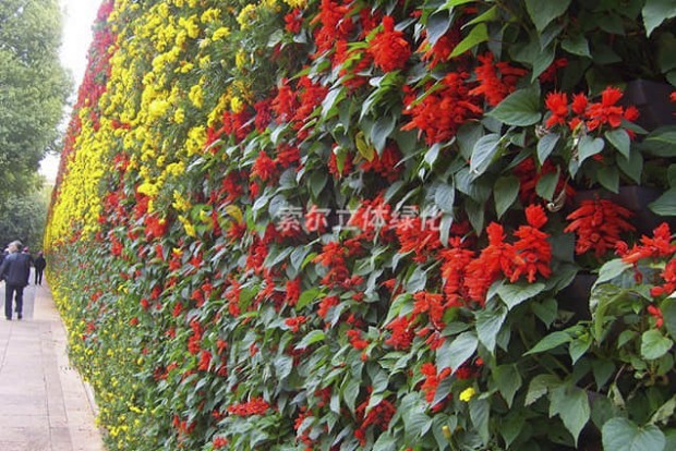 植物墻設(shè)計(jì)實(shí)際效果圖