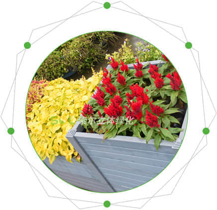 組合造景的特點(diǎn)