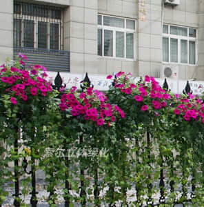 護欄綠化-單面掛