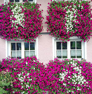 窗臺外立面美化