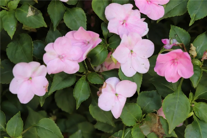 邯鄲首個(gè)“墻上花園”亮相,不但好看,還能降噪、除塵! (10).jpg